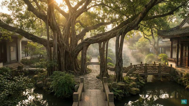 蜜桃传媒植物视频-千年古榕树保护纪录视频